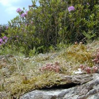 Rhododendron